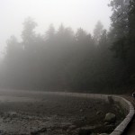Foggy walk in Stanley Park